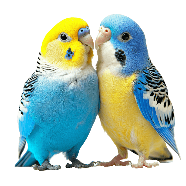 Kategorija proizvoda Drugi hišni ljubljenčki