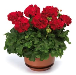 Polviseča pelargonija 'Summer lovers' (lat. Pelargonium zonale)