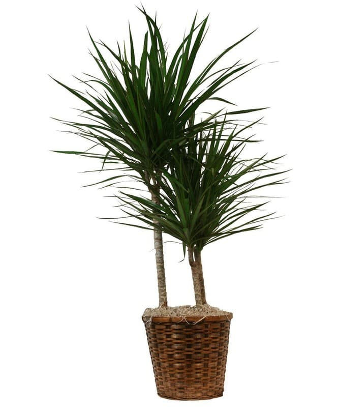 Lončnica Dracaena Ø 11, 45 cm Akcija v trgovini Pevex