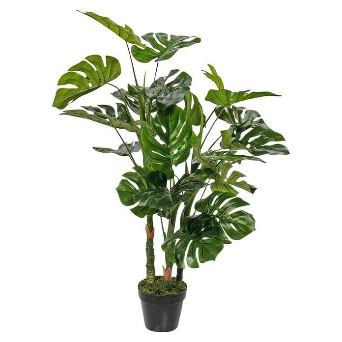 Monstera 70 X 100 cm Akcija v trgovini Lesnina