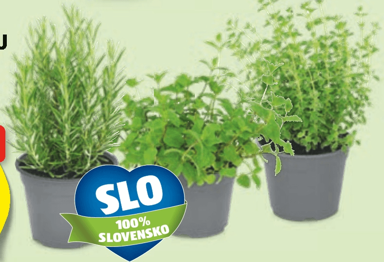 Slovenska zelišča v lončku Akcija v trgovini Hofer
