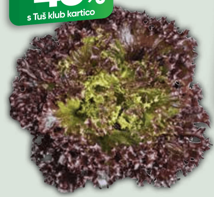 Solata živa rdeča kristalka kos Akcija v trgovini Tuš