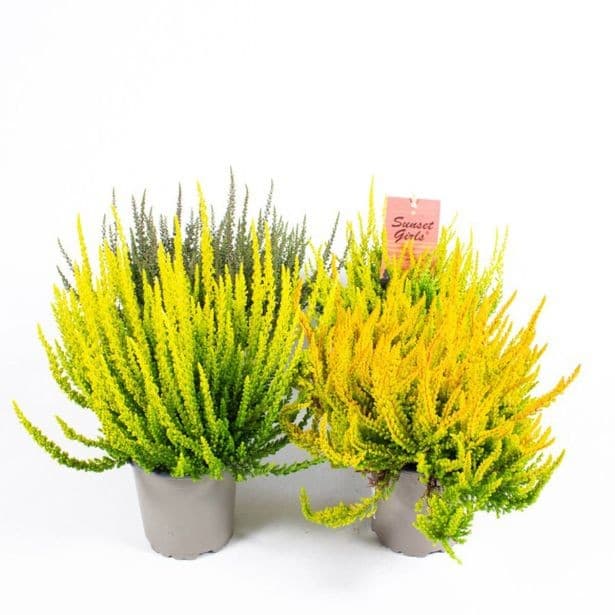 Jesenska vresa 'Garden Girls Sunset' Ø 12 cm Akcija v trgovini Bauhaus