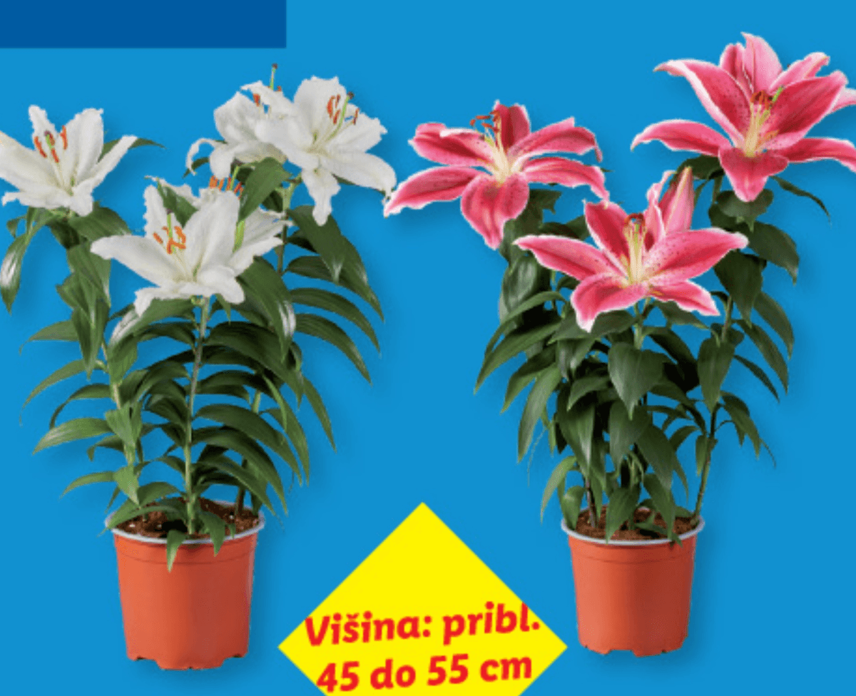 Lilija Ø pribl. 13 cm, višina: pribl. 45 do 55 cm Akcija v trgovini Lidl