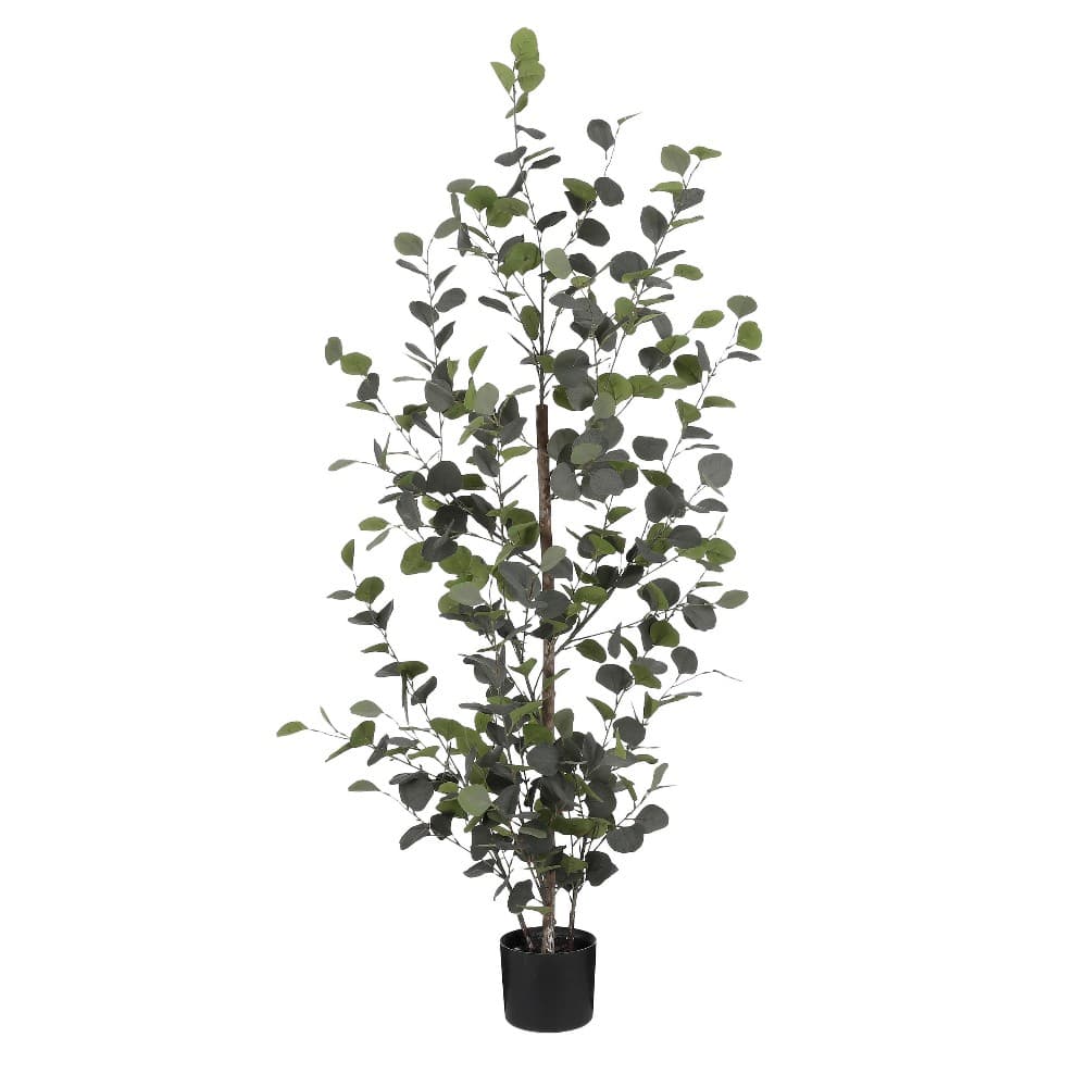 Evkaliptus 30 X 150 cm Akcija v trgovini Lesnina