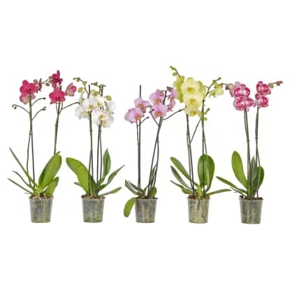 Lončnica Phalaenopsis fi 12 cm Akcija v trgovini Tuš
