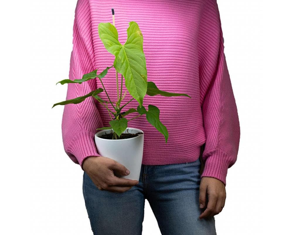 Lončnica ANTHURIUM Ø 12, 60 cm, lonec Akcija v trgovini Pevex