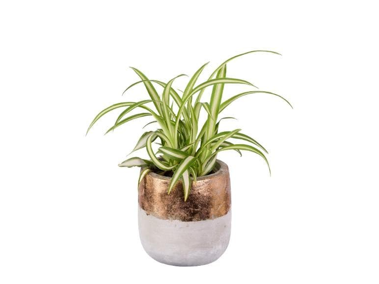Zelena lončnica Ø pribl. 6 cm, višina: pribl. 10 do 25 cm Akcija v trgovini Lidl