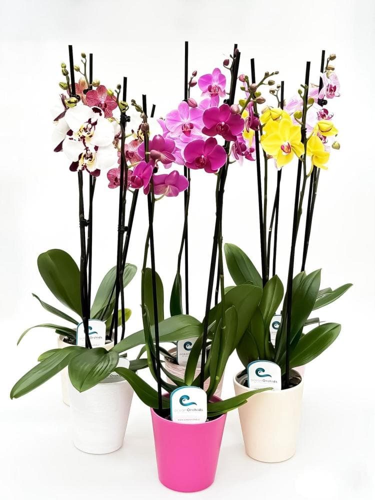 Orhideja Phalaenopsis Ø pribl. 12 cm Akcija v trgovini Lidl