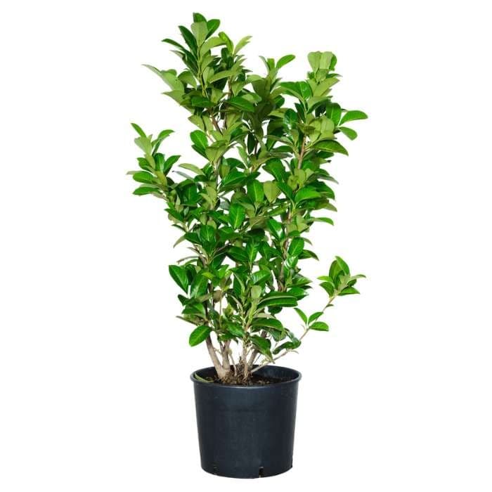 Sadika lovorikovec Caucasica Rotundifolia fi 18 cm, višina cca 80-100 cm Akcija v trgovini Jager