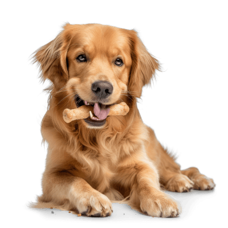 Kategorija proizvoda Pasji priboljški