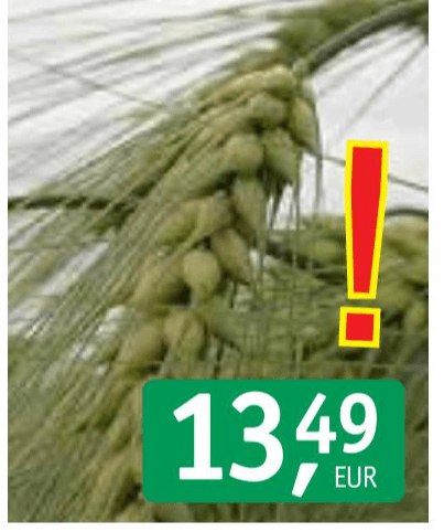 Semenski ječmen Favorit 25 kg Akcija v trgovini Jager