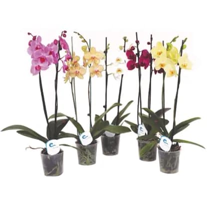 Ocean Orchids 2-stebelna mini orhideja Akcija v trgovini Spar