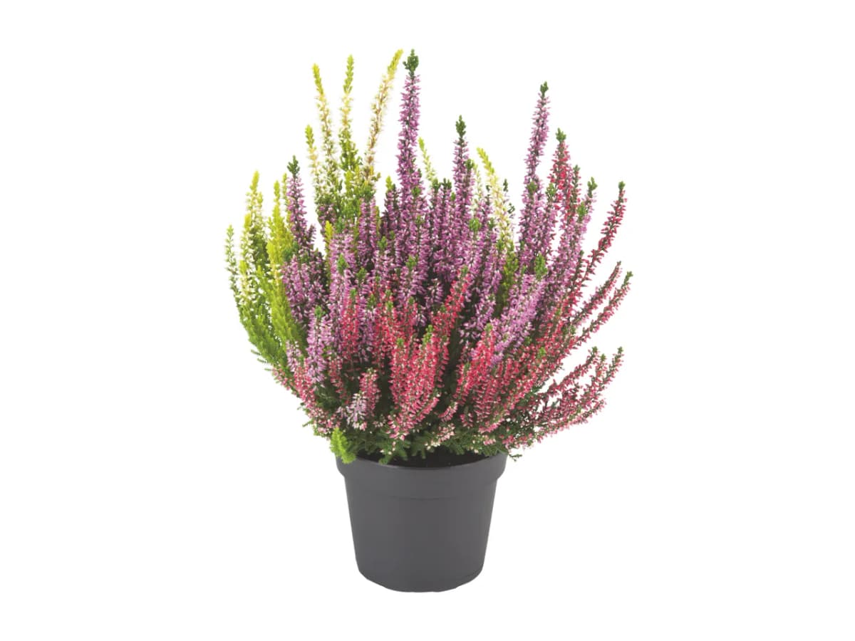Jesenska vresa Ø pribl. 12 cm, višina: pribl. 25 do 31 cm Akcija v trgovini Lidl