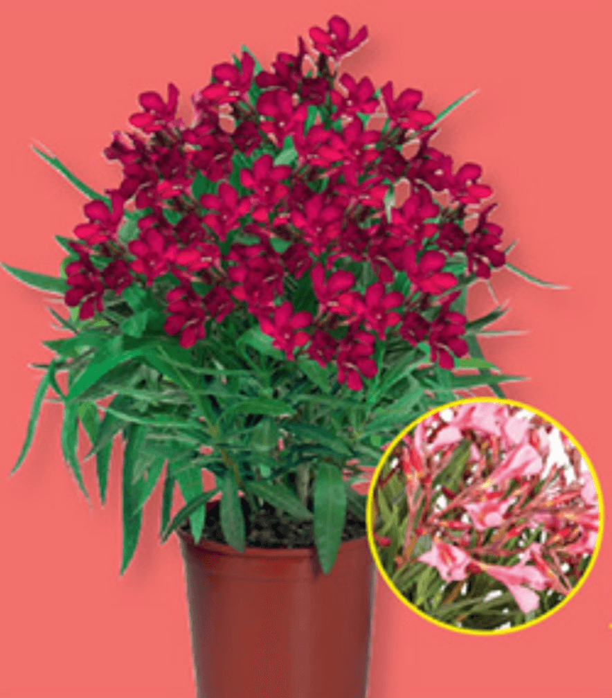 Oleander Ø pribl. 17 cm, višina: pribl. 50 do 70 cm Akcija v trgovini Lidl