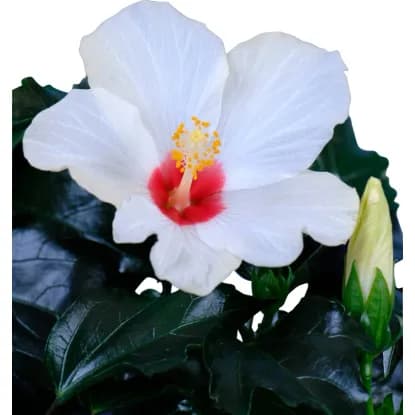 Hibiskus pribl. 2 l, pribl. 20-30 cm Akcija v trgovini Obi