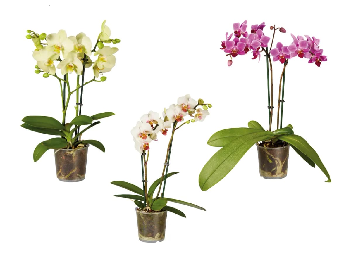 Orhideja Phalaenopsis Ø pribl. 9 cm, višina: pribl. 40 do 50 cm Akcija v trgovini Lidl