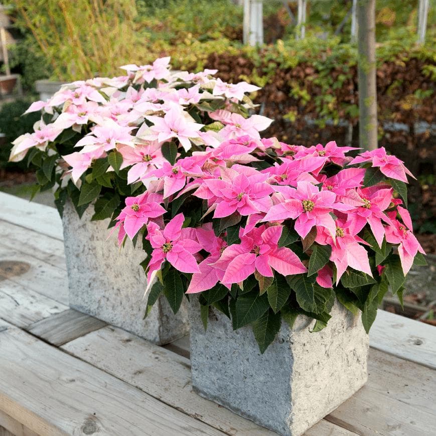 Božična zvezda Princettia v lončku Ø 13 cm Akcija v trgovini Bauhaus