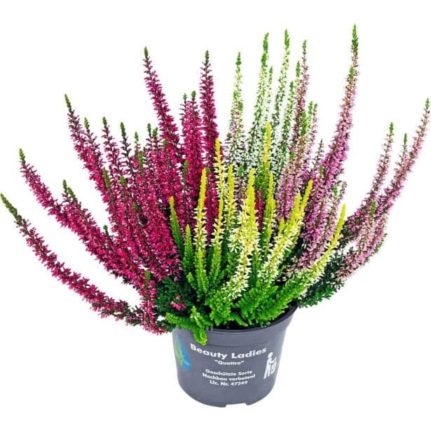Jesenska vresa 'Beauty Ladies Quattros' v lončku Ø 17 cm Akcija v trgovini Bauhaus