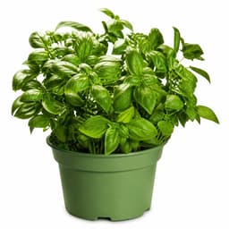 Bio bazilika XXL