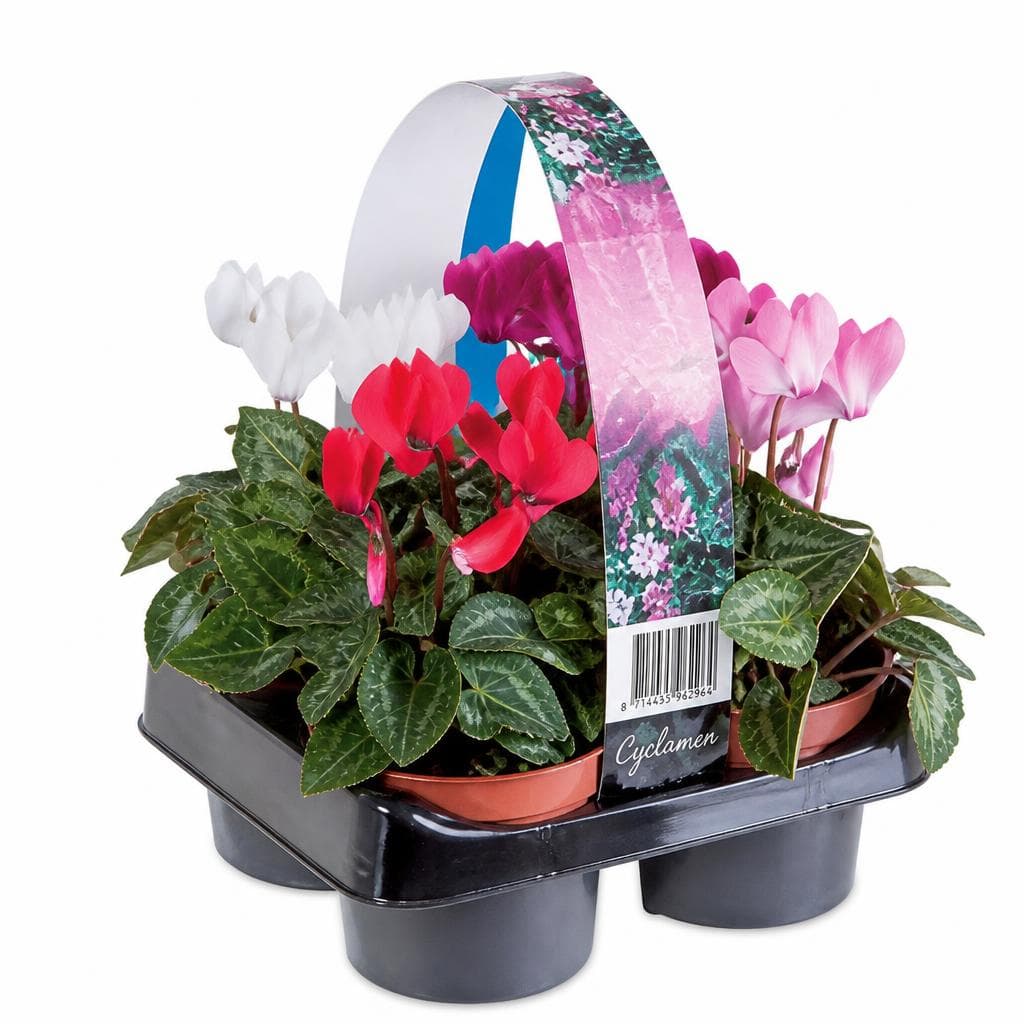 Ciklama Ø pribl. 9 cm, višina: pribl. 16 do 20 cm, 4 kosi Akcija v trgovini Lidl