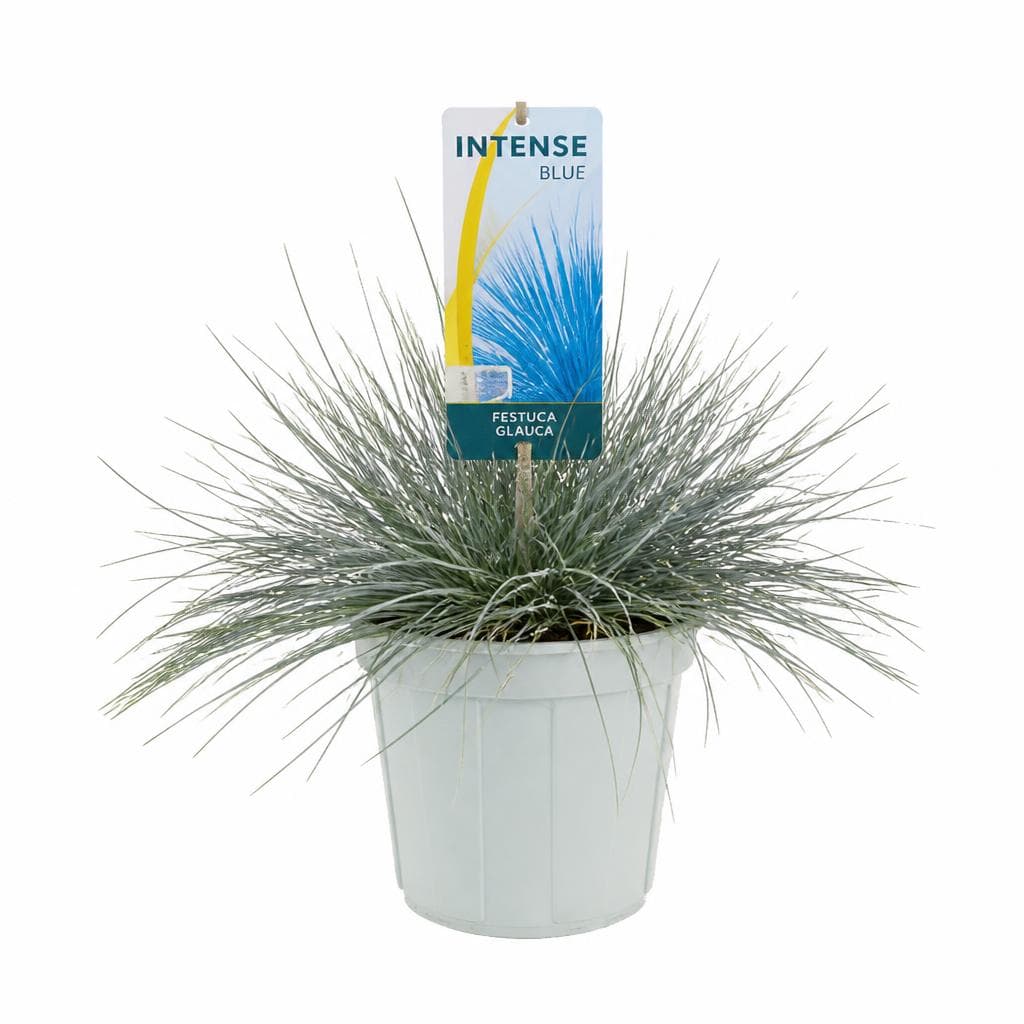 Sadika Festuca glauca intense blue Ø 17, 33 cm Akcija v trgovini Pevex