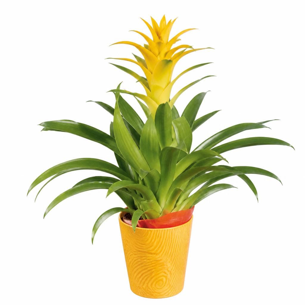 Bromelija Ø pribl. 12 cm, višina: pribl. 30 do 40 cm Akcija v trgovini Lidl