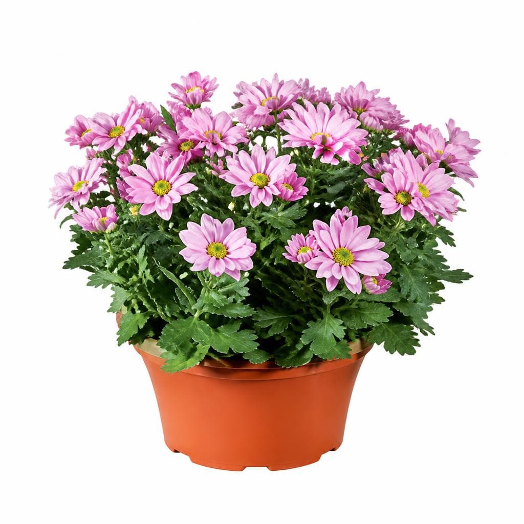 Krizantema Ø pribl. 23 cm, višina: pribl. 25 do 31 cm Akcija v trgovini Lidl