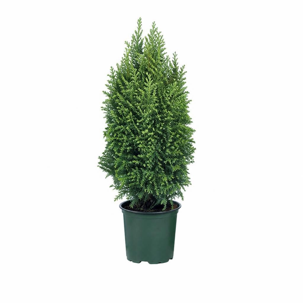 Iglavci Ø pribl. 10,5 cm, višina: pribl. 32 do 38 cm Akcija v trgovini Lidl