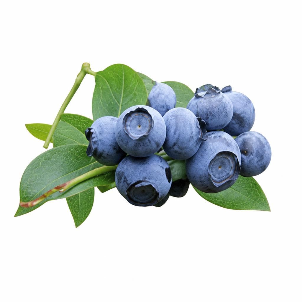 Hortblue petite, liberty borovnica Akcija v trgovini Jager