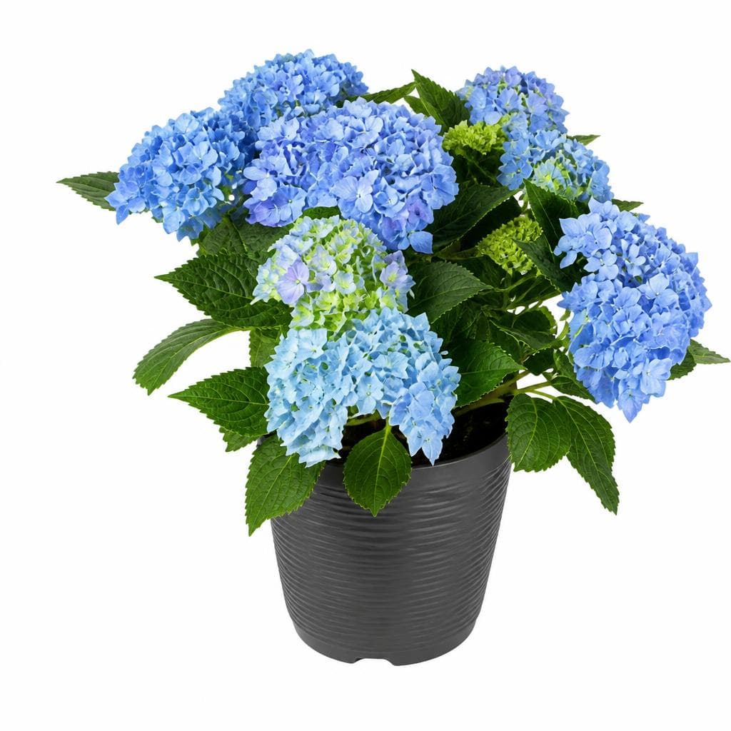 Lončnica hortensia Akcija v trgovini Tuš
