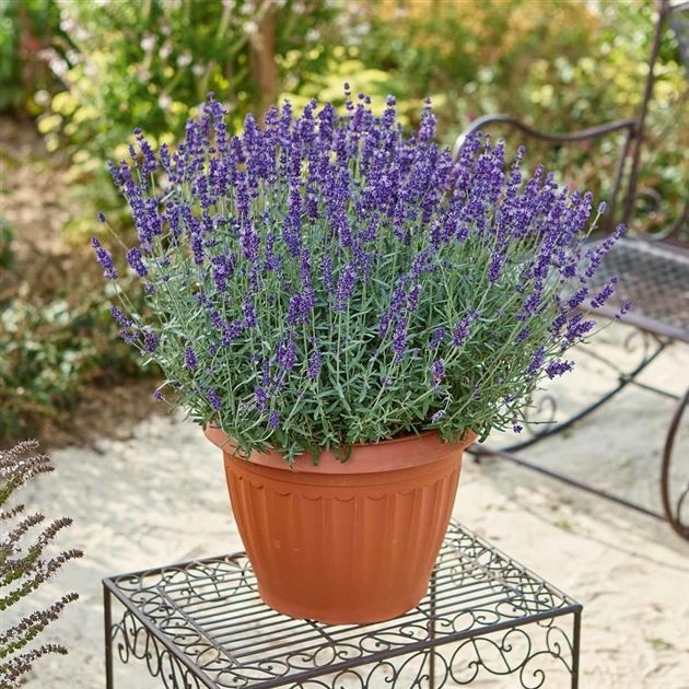 Sivka XXL Ø pribl. 26 cm, višina: pribl. 51 do 57 cm - Akcija v trgovini Lidl