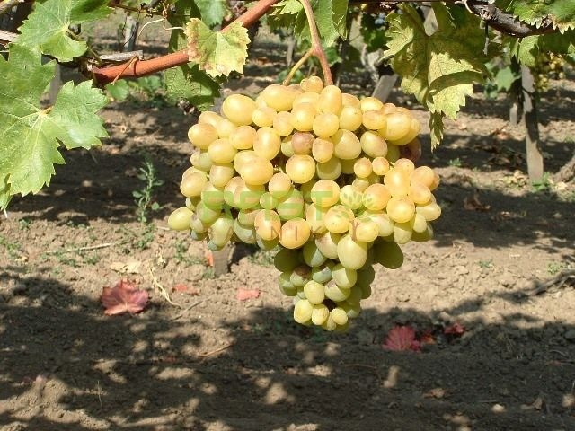 Sadike trsne cepljenke Arkadia 1 kos - Akcija v trgovini Jager