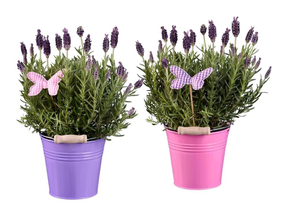 Metuljasta sivka - Akcija v trgovini Lidl