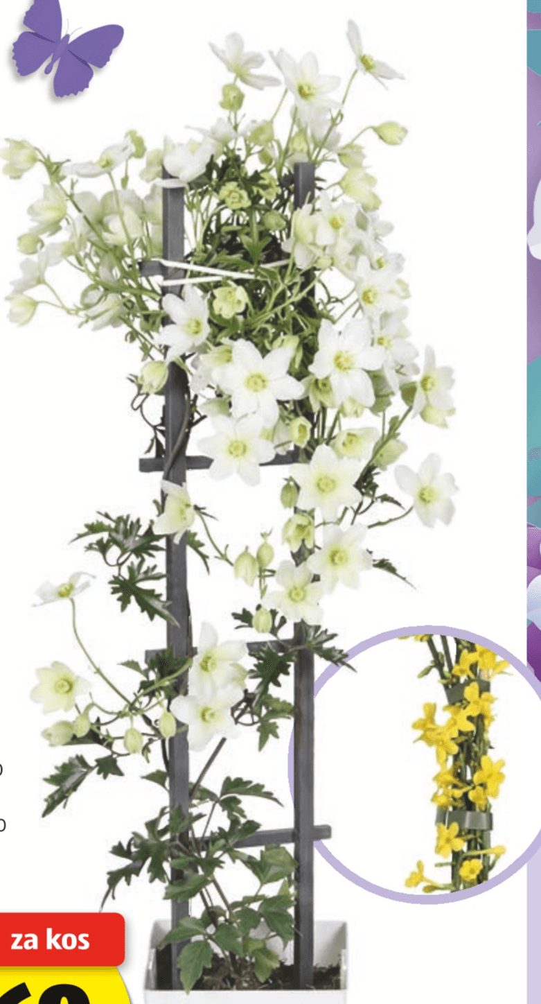 Jasmin/Klematis - Akcija v trgovini Hofer