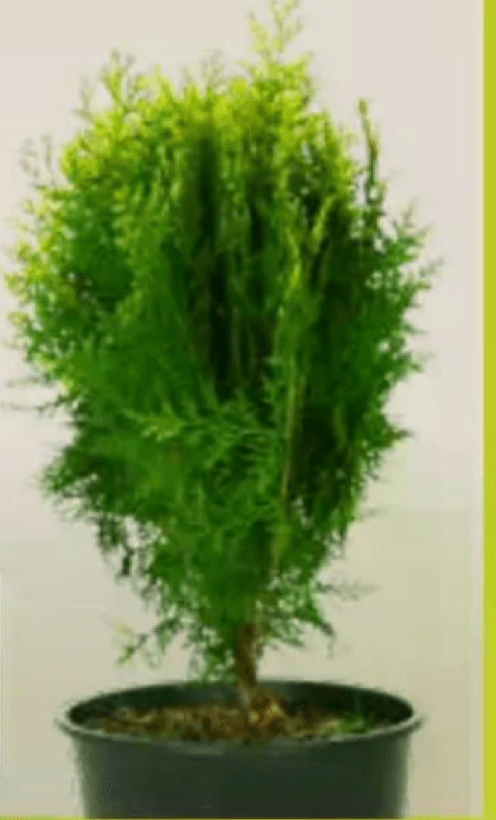 Sadika Thuya Orientalis 20-25 cm - Akcija v trgovini Pevex