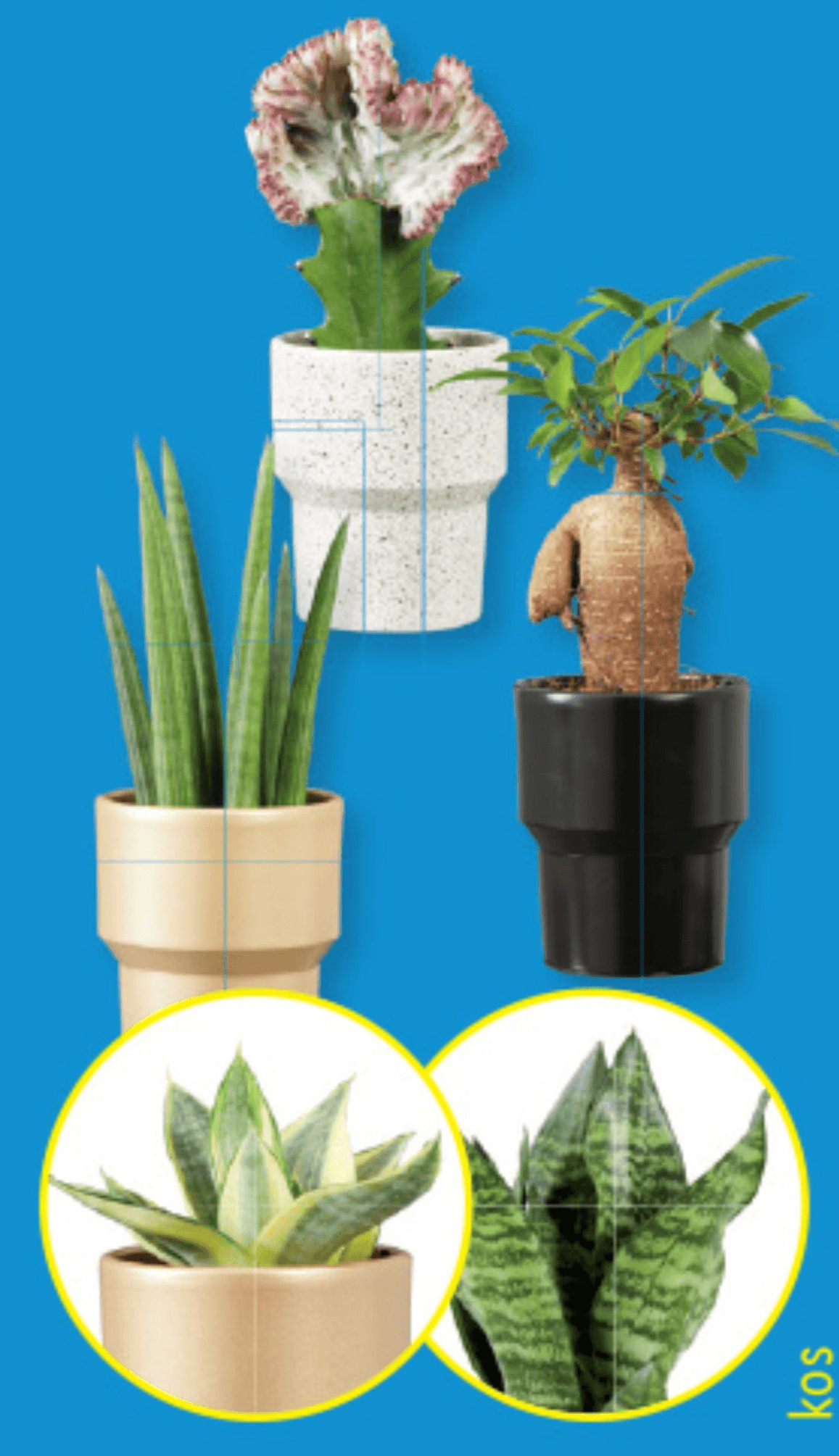 Zelene lončnice - Akcija v trgovini Lidl