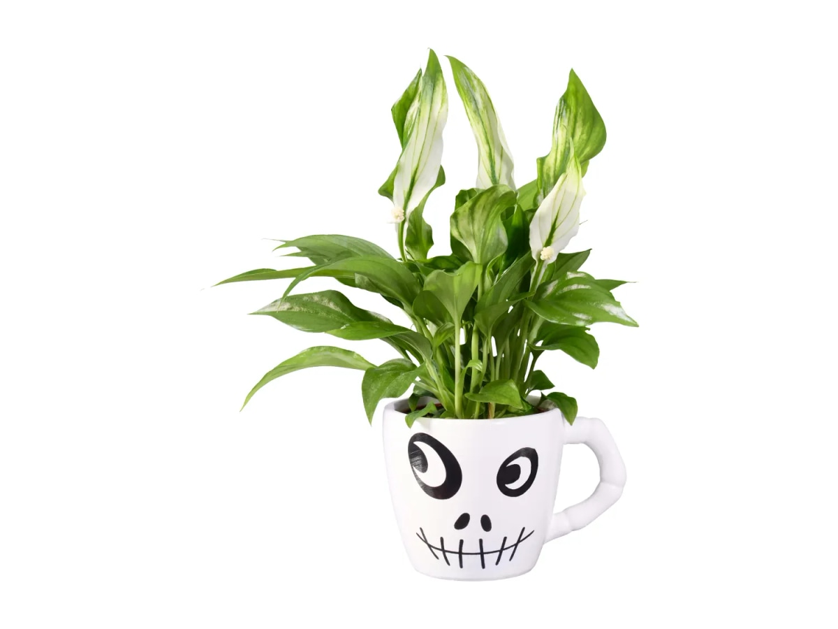 Cvetoča lončnica - Akcija v trgovini Lidl