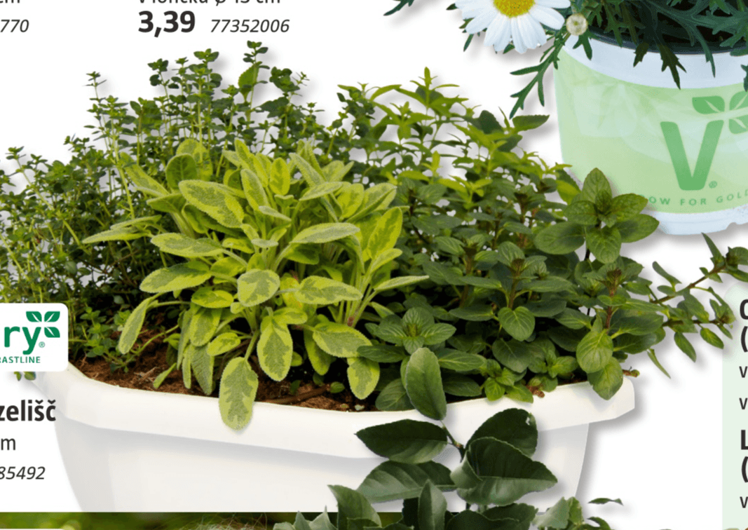 Mešanica zelišč v loncu Ø 40 cm Volmary - Akcija v trgovini Bauhaus