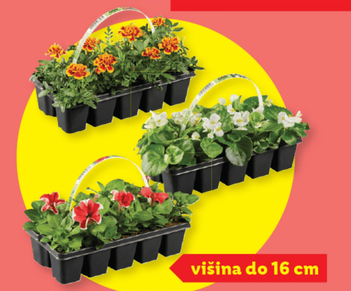 Sadike balkonskih rož 10 kosov v kompl. - Akcija u trgovini Lidl