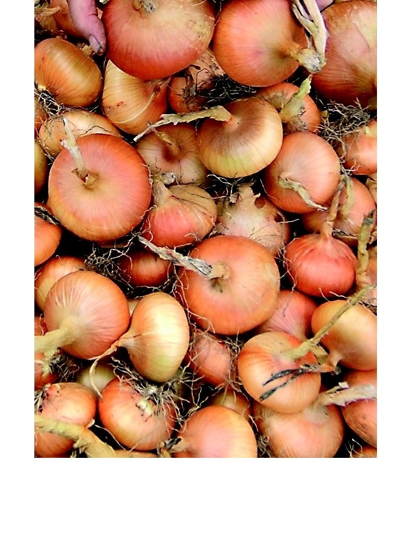 Čebulček 300 g - Akcija v trgovini Lidl