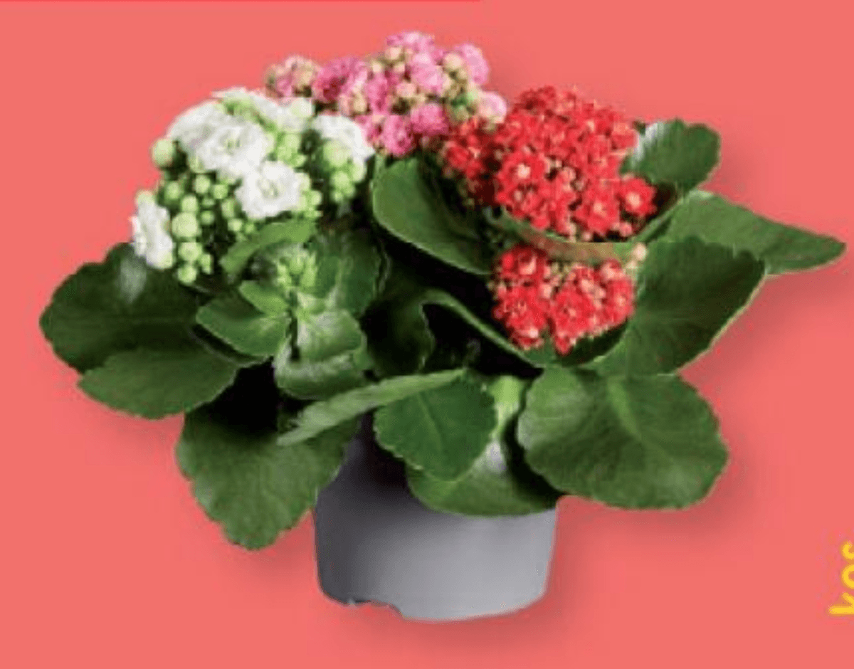 Kalanhoja - Akcija v trgovini Lidl