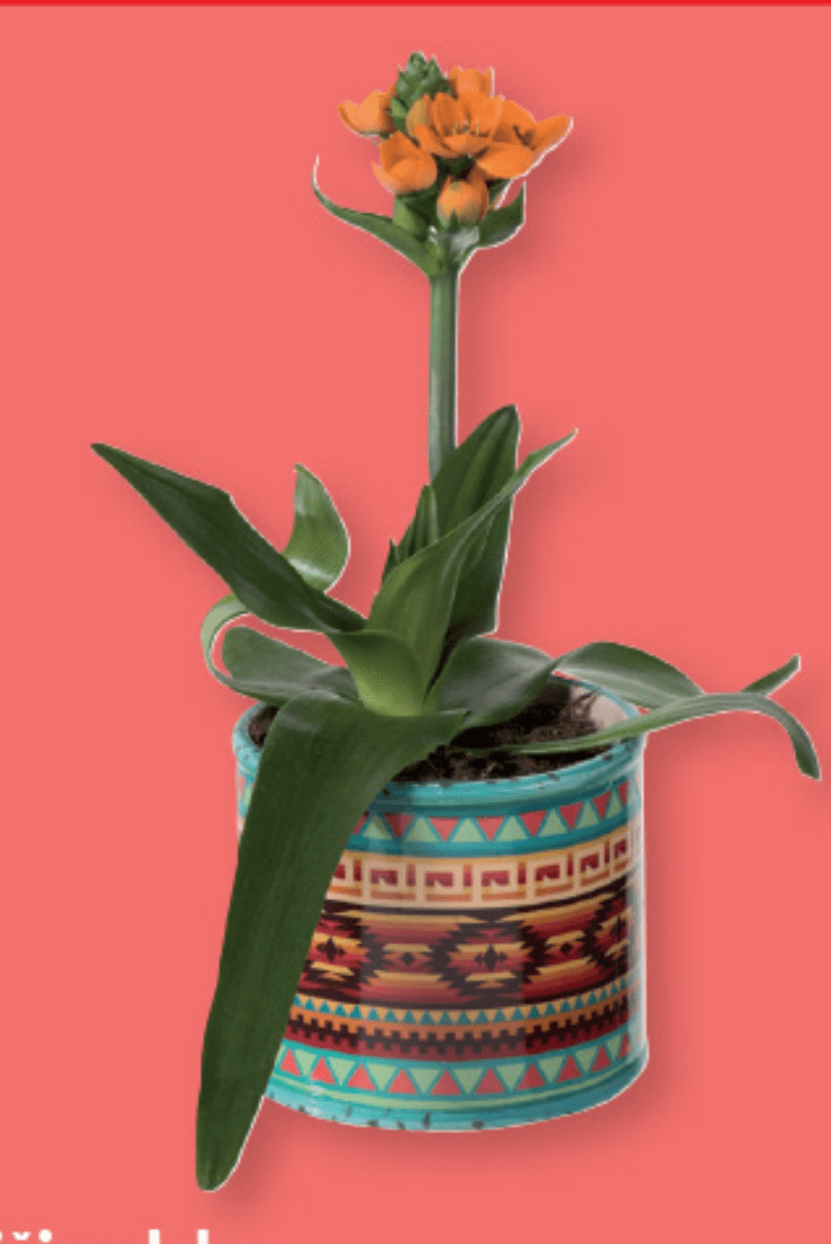 Ptičje mleko „Ornithogalum dubium“ - Akcija v trgovini Lidl