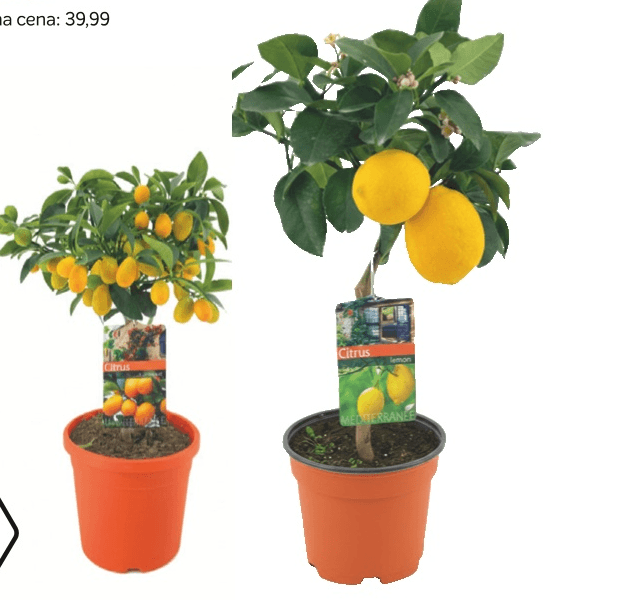 Limona ali Kumkvat - Akcija v trgovini Merkur