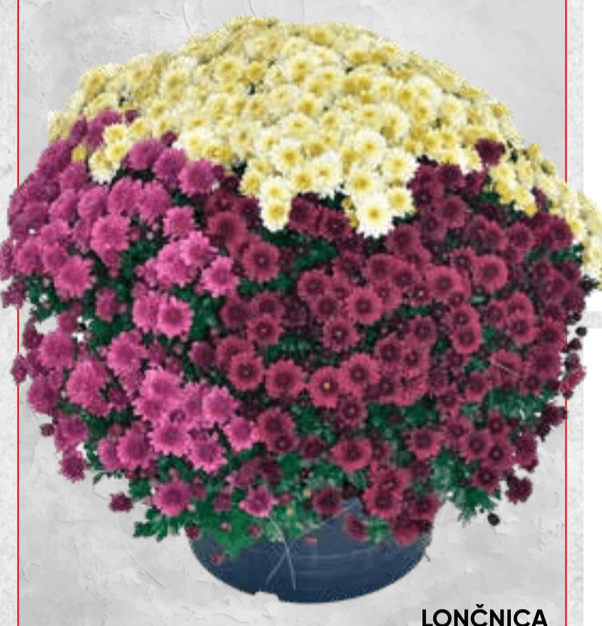 Lončnica Multiflora Trixi - Akcija v trgovini Tuš