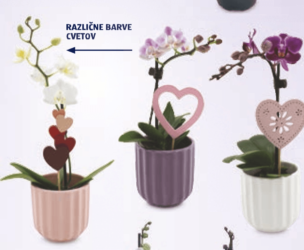 Mini orhideja - Akcija v trgovini Hofer