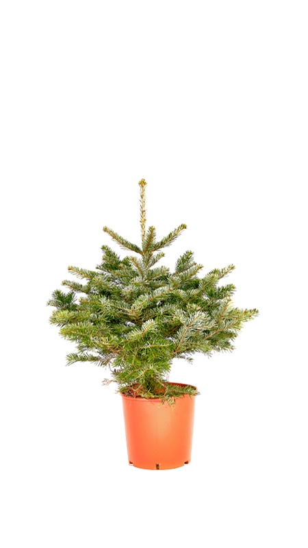 Nordijska jelka višina 60-80 cm - Akcija v trgovini Bauhaus