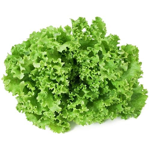 Zelena solata v lončku Ø 12 cm - Akcija v trgovini Bauhaus