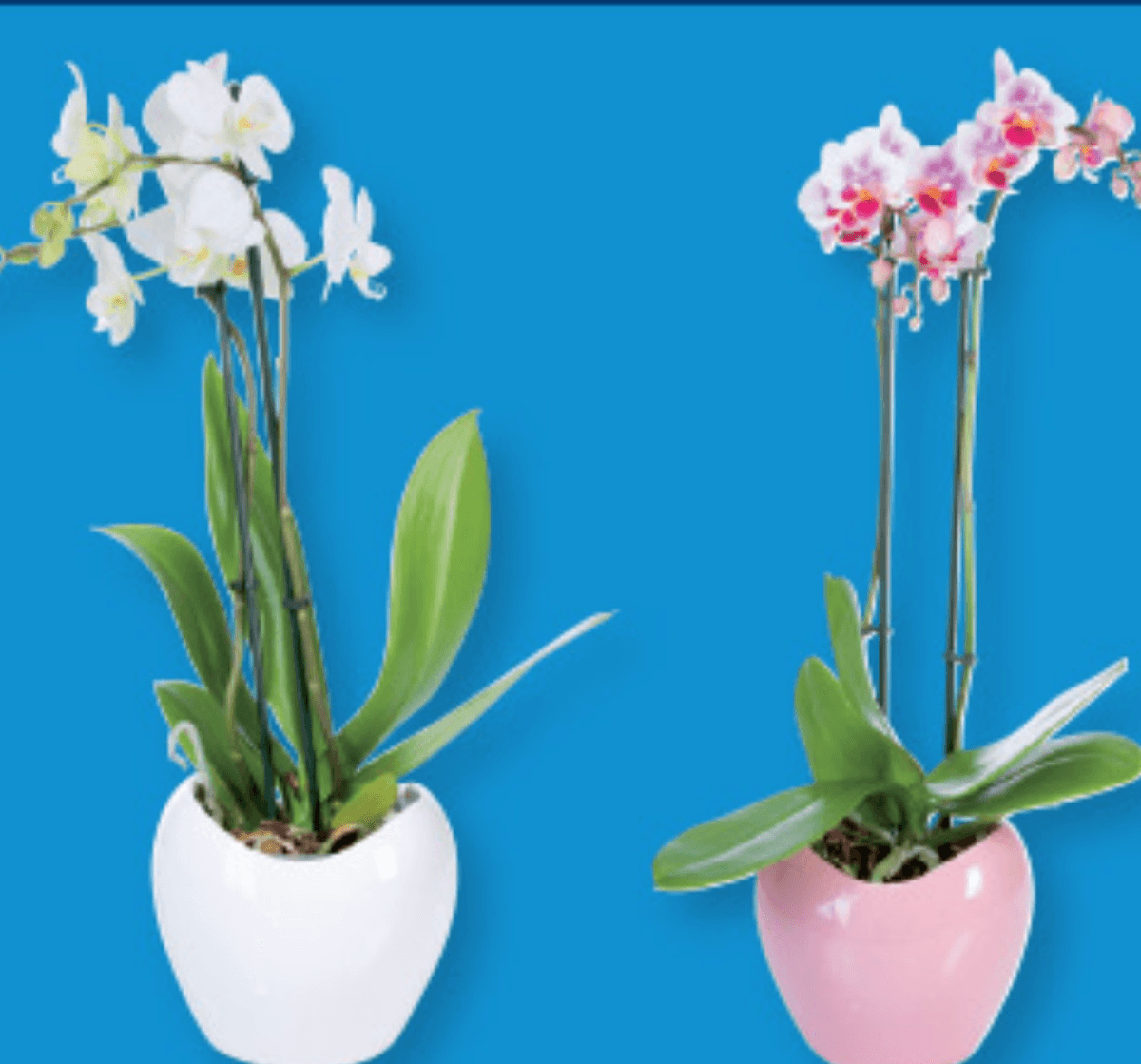 Orhideja „Phalaenopsis" - Akcija v trgovini Lidl