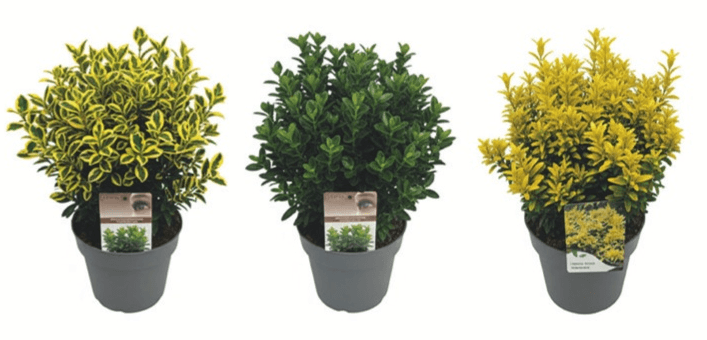 Trdoleska japonska mix Ø 23 cm - Akcija v trgovini Merkur